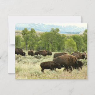 Tarjeta Fotografía de animales de la naturaleza de Wyoming