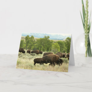 Tarjeta Fotografía de animales de la naturaleza de Wyoming
