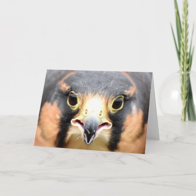 Tarjeta Fotografía de Aplomado Falcon (Anverso)
