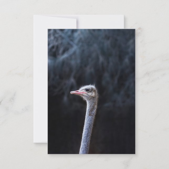 Tarjeta Fotografía de avestruz (Anverso)