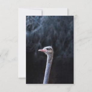 Tarjeta Fotografía de avestruz