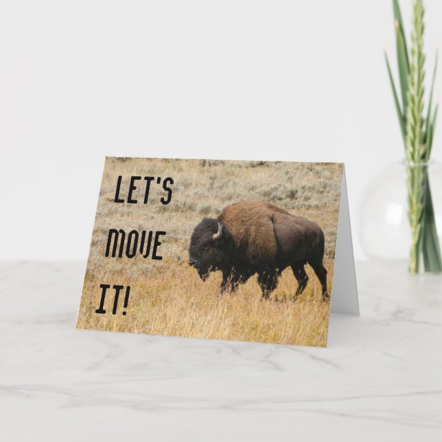 Tarjeta Fotografía de Bisonte Americano Pastando en Prader (Anverso)