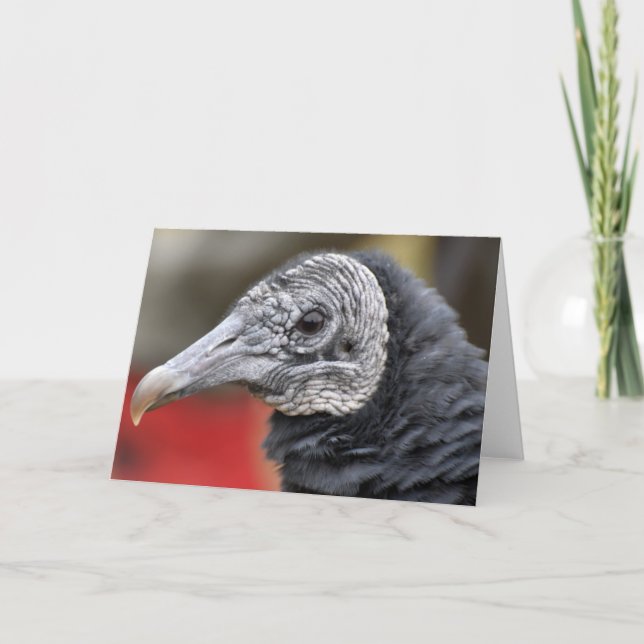 Tarjeta Fotografía de Black Vulture (Anverso)