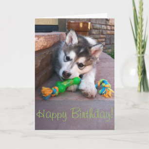 Tarjeta Fotografía de cachorro de Alaskan Malamute mastica