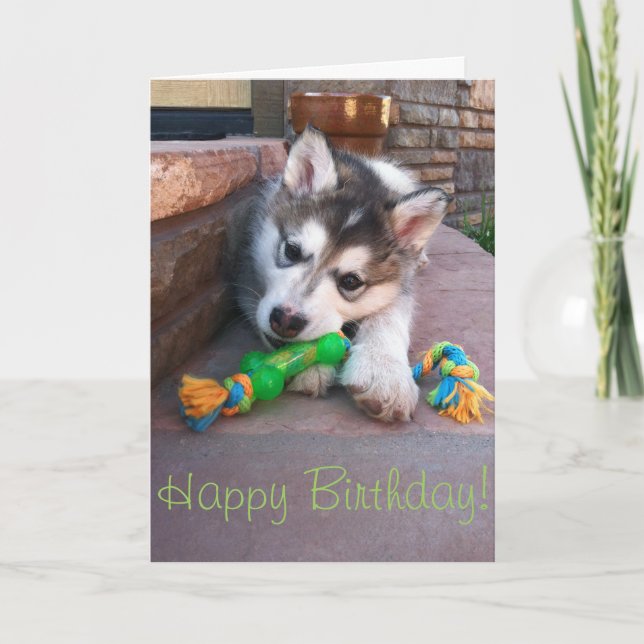 Tarjeta Fotografía de cachorro de Alaskan Malamute mastica (Anverso)