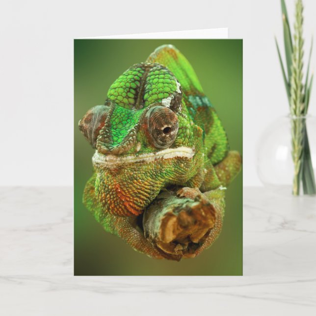 Tarjeta Fotografía de Chameleon (Anverso)