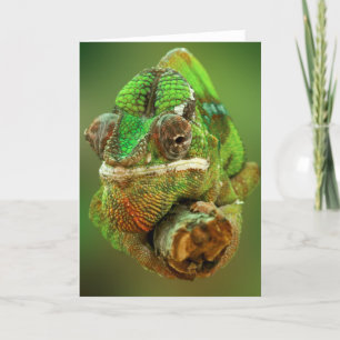 Tarjeta Fotografía de Chameleon
