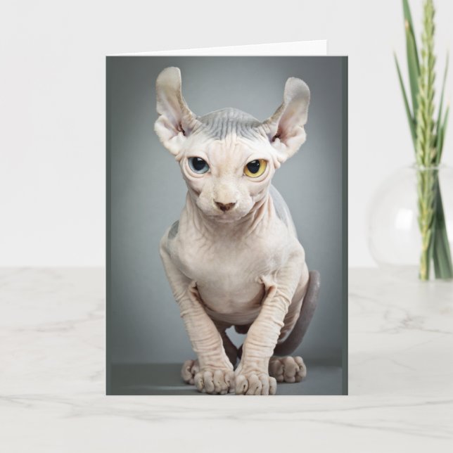 Tarjeta Fotografía de Elf Sphinx Cat (Anverso)