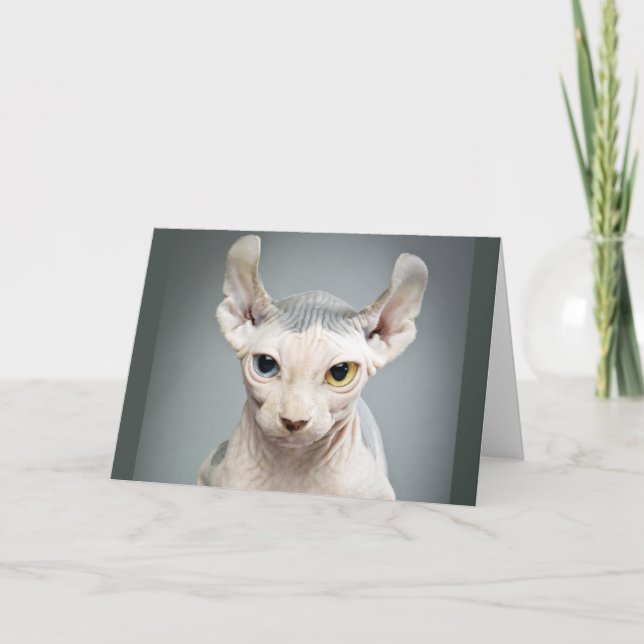Tarjeta Fotografía de Elf Sphinx Cat (Anverso)