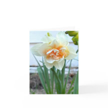 Fotografía de Flor de Daffodil Blanco