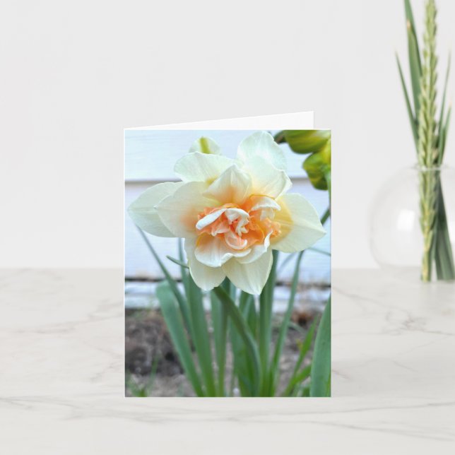 Tarjeta Fotografía de Flor de Daffodil Blanco (Anverso)