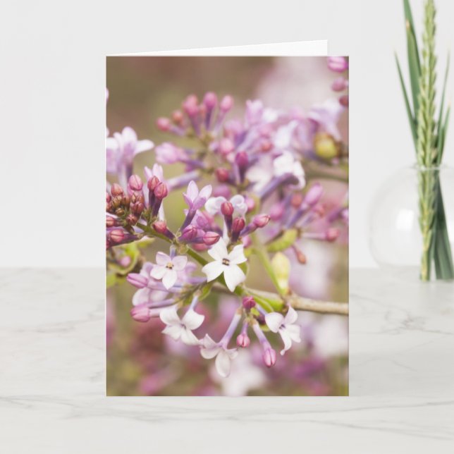 Tarjeta Fotografía de Flores de Lilac de Primavera (Anverso)