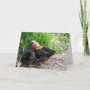 Tarjeta Fotografía de gallinas dulces y acurrucadas person