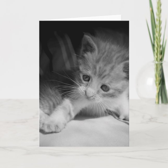 Tarjeta Fotografía de Gatito Blanco y Negro (Anverso)