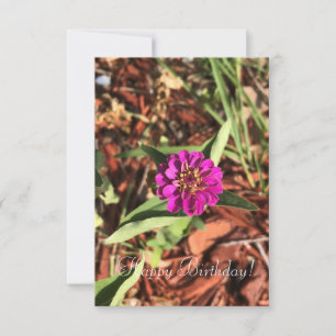 Tarjeta Fotografía de jardín floral de Zinnia rosa