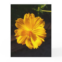 Fotografía de la macro Flor de Oro