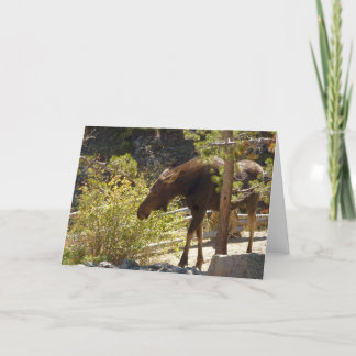 Tarjeta Fotografía de la naturaleza de la Moose de las Mon