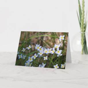 Tarjeta Fotografía de la naturaleza de las flores amarilla