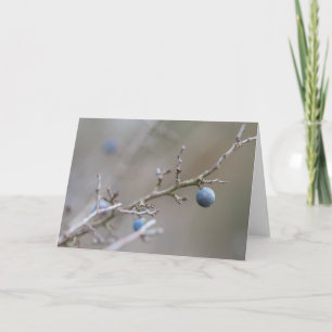 Tarjeta Fotografía de la naturaleza de Sloe Berries