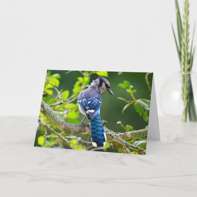Tarjeta Fotografía de la naturaleza Regalos de Jay Shy Blu (Anverso)