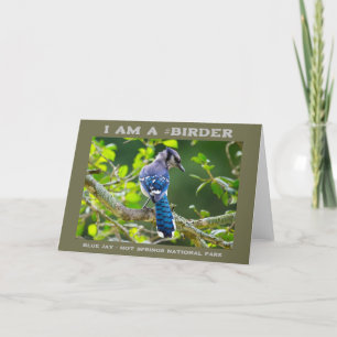 Tarjeta Fotografía de la naturaleza Shy Blue Jay Birder