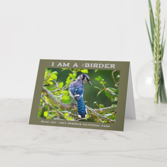 Tarjeta Fotografía de la naturaleza Shy Blue Jay Birder (Anverso)