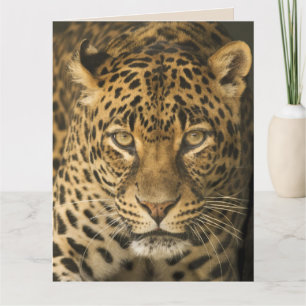 TARJETA FOTOGRAFÍA DE LEOPARD PARA LA FRAMACIÓN DE LA TARJ
