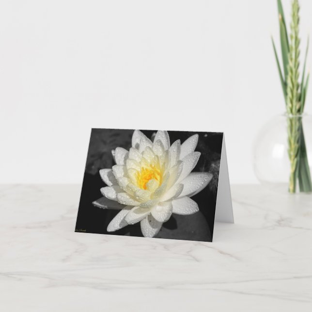 Tarjeta Fotografía de Lirio de Agua Blanca (Anverso)
