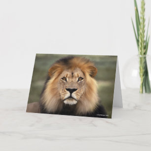 Tarjeta Fotografía de los leones