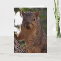 Fotografía de naturaleza de ardilla linda de cerca