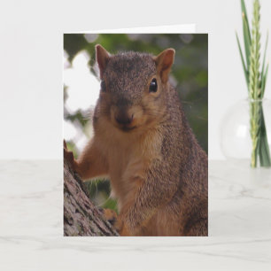 Tarjeta Fotografía de naturaleza de ardilla linda de cerca