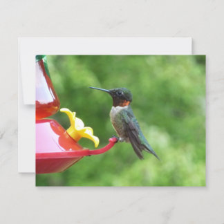 Tarjeta Fotografía de pájaro húmedo con trompetas de rubí