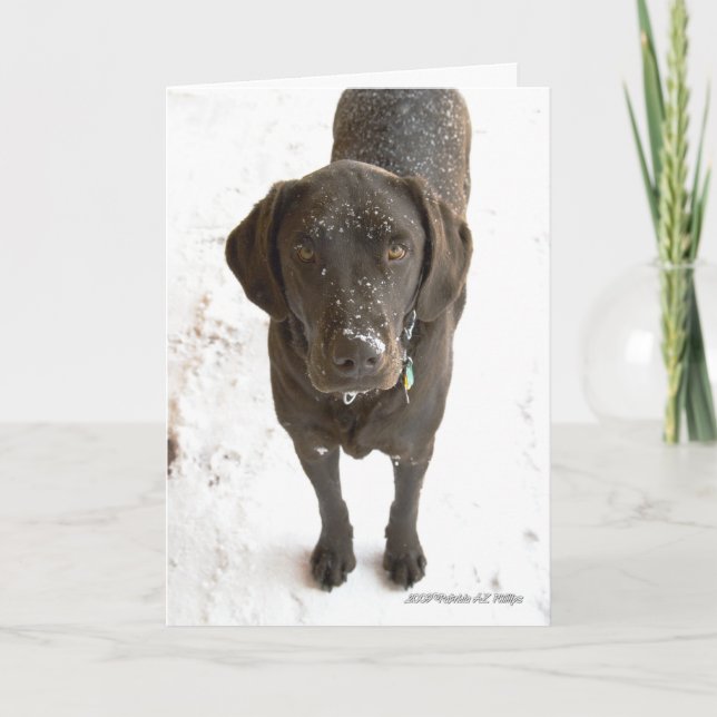 Tarjeta Fotografía de perro Labrador Retriever de chocolat (Anverso)