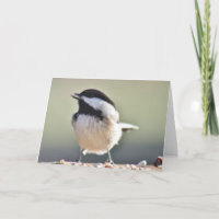 Fotografía de pollo