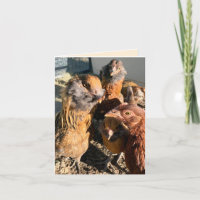 Fotografía de primer plano de gallinas reuniéndose