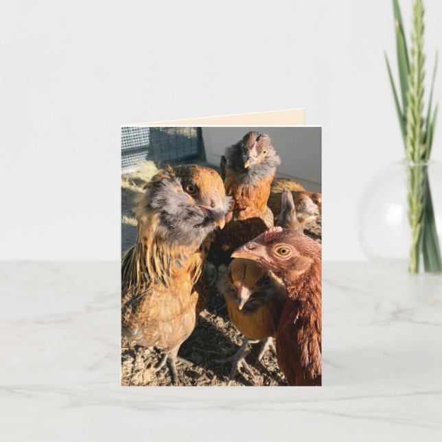Tarjeta Fotografía de primer plano de gallinas reuniéndose (Anverso)