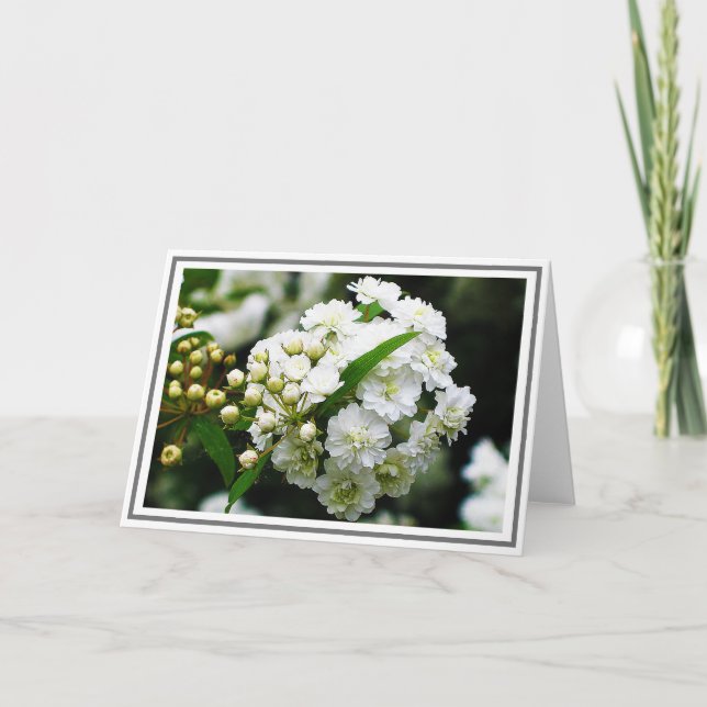 Tarjeta Fotografía de primer plano de la espirea de la gui (Anverso)
