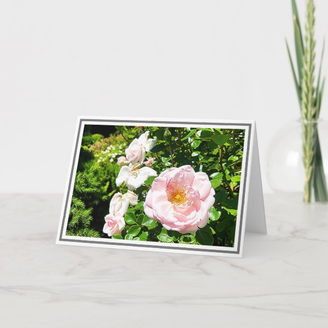 Tarjeta Fotografía de Rosa Rosa Rosa Pálido Con Foliage Ve (Anverso)