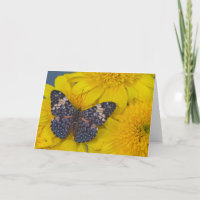 Fotografía de Sammamish Washington de la mariposa