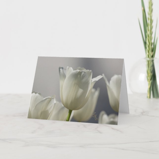 Tarjeta Fotografía de Sheer White Spring Tulips Lee Hiller (Anverso)