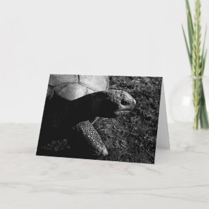 Tarjeta Fotografía de tortuga en blanco y negro