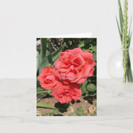 Tarjeta Fotografía de tres rosas rosas rosas