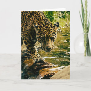 Tarjeta Fotografía de un leopardo cruzando un arroyo