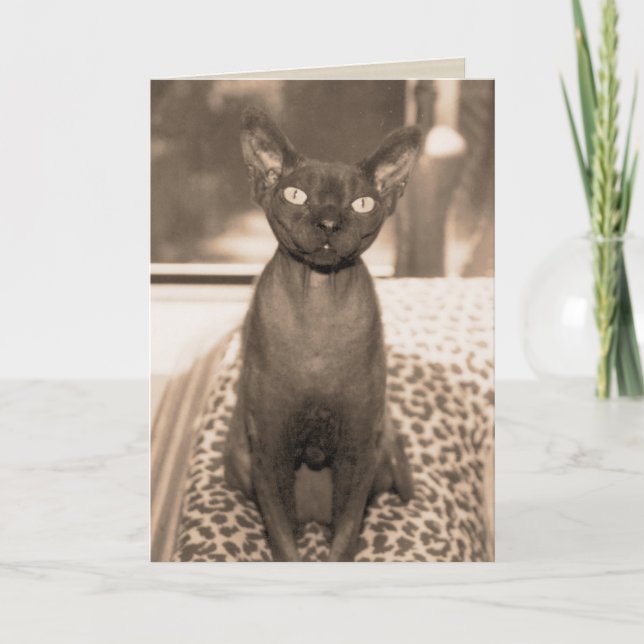 Tarjeta Fotografía del gato de Devon Rex del estilo del (Anverso)