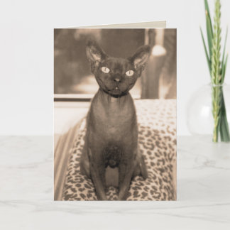 Tarjeta Fotografía del gato de Devon Rex del estilo del