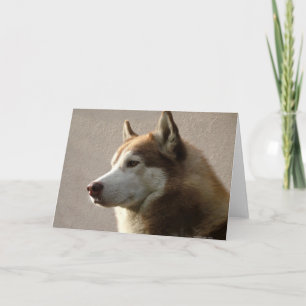 Tarjeta Fotografía del perro del Malamute de Alaska