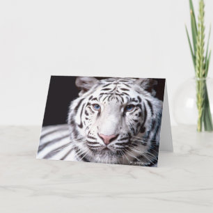 Tarjeta Fotografía del tigre blanco de Bengala