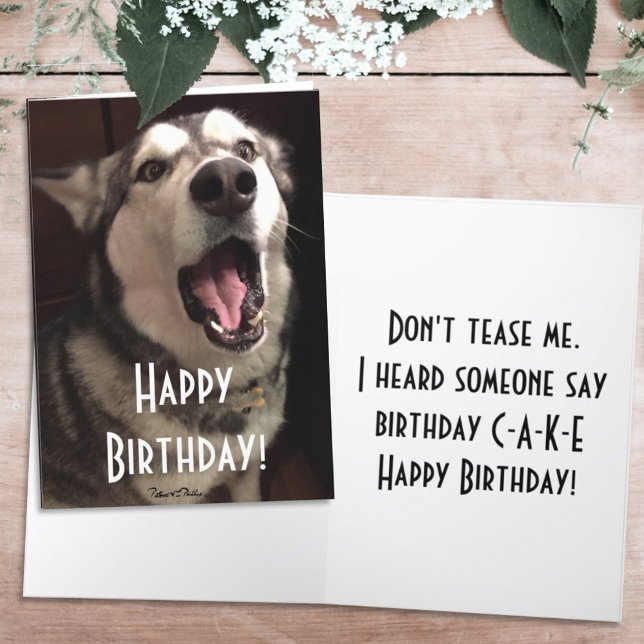 Tarjeta Fotografía divertida de un perro Alaskan Malamute  (Subido por el creador)