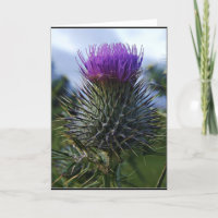 Fotografía escocesa del Bello Artes del cardo
