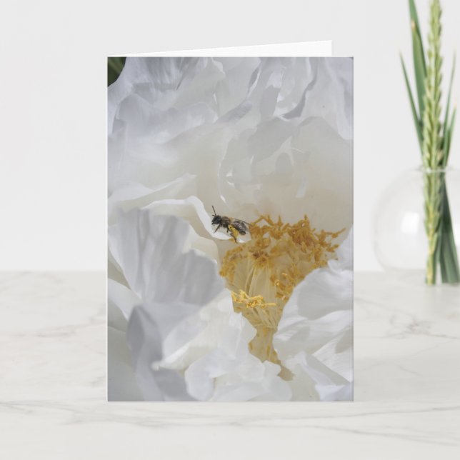 Tarjeta Fotografía floral de peonía blanca y abeja (Anverso)